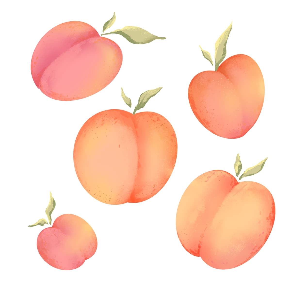 ILLUSTRATION Nature Illustrator digital illustration арт botanical illustration Fruit Digital Art book